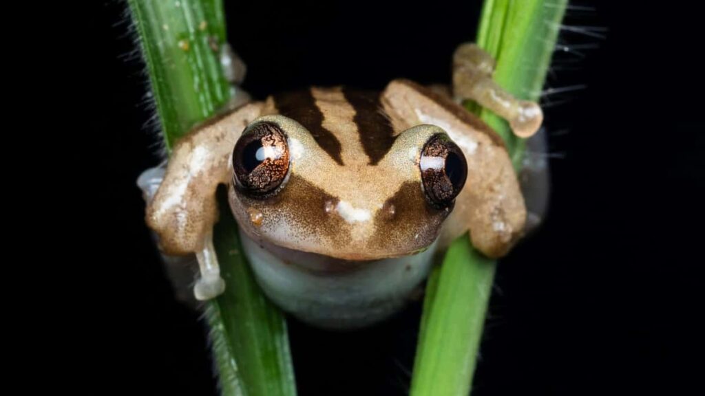 Puerto Rico Reddit creators sponsored challenges