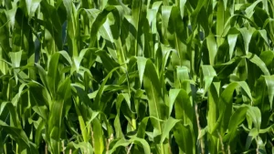 پاکستانی کریئیٹرز کے لیے عملی گائیڈ: رمل پر تنزانیہ برانڈز تک پہنچ کر پروڈکٹیوٹی گائیڈز میں تعاون کیسے کریں۔