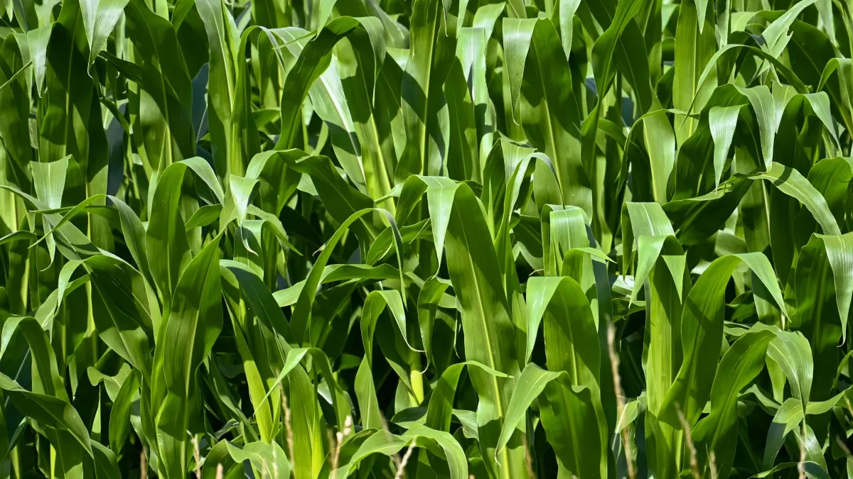 پاکستانی کریئیٹرز کے لیے: تنزانیہ برانڈز سے رمل پر تعاون کیسے کریں؟