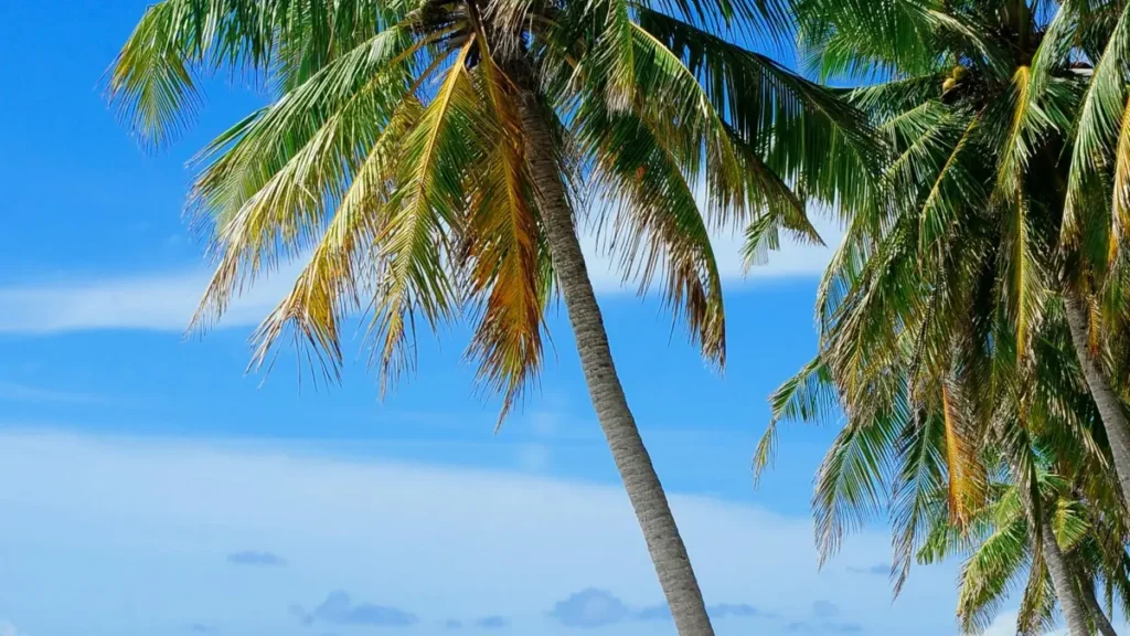 یہ گائیڈ پاکستان کے کریئیٹرز کے لیے مخصوص ہے — سکھاتا ہے کہ کیسے YouTube پر Slovakia کے برانڈز تک پہنچ کر productivity گائیڈز میں collaboration حاصل کریں۔