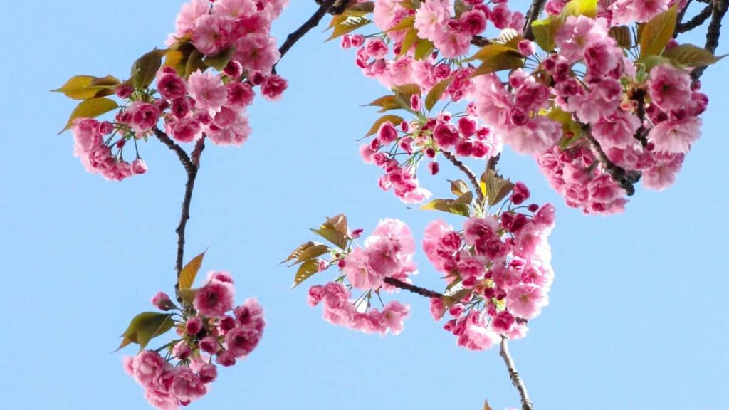 WeChat gameplay pitch collaboration