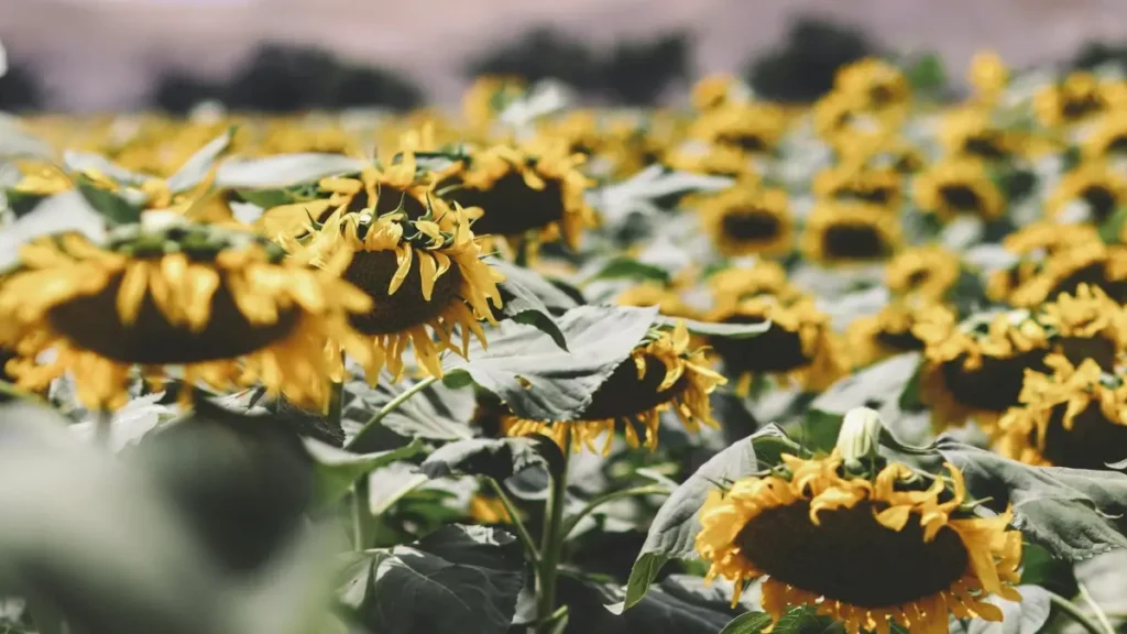 پاکستانی اشتہار دینے والوں کے لیے عملی گائیڈ: آئیوری کوسٹ کے لوکل Spotify کریئیٹرز تک پہنچ کر سٹی گائیڈ کونٹینٹ کیسے فیچر کروائیں، ٹولز، موقعات اور رسک مینجمنٹ۔