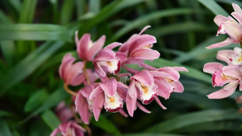 قزاقستان کے Chingari کریئیٹرز تک کیسے پہنچیں — پلیٹ فارم ٹیکٹکس، لوکل سرچ، اور بزنس-فرینڈلی نقطۂٔ نظر۔ فالو اپ ایکشنز اور ROI ہیکس بھی شامل۔