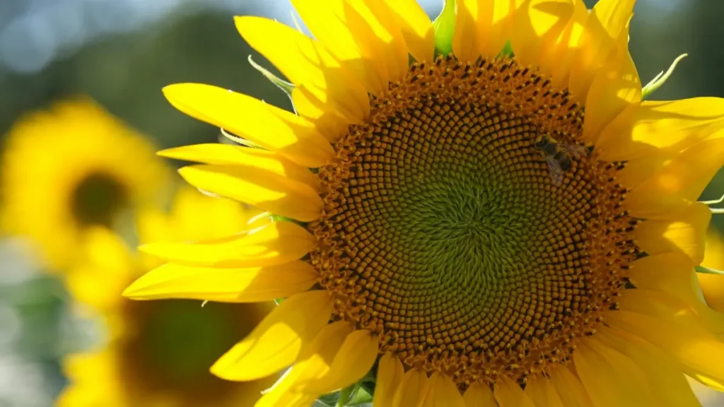 پاکستانی موسیقار اور کریئیٹرز کیلئے عملی گائیڈ — Threads پر جرمن برانڈز کو چیلنجز میں ملوث کرنے، pitch کرنے اور مقامی نتائج حاصل کرنے کے طریقے۔