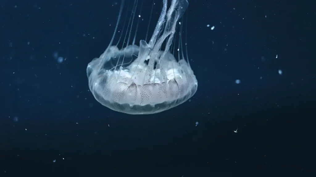 و کونٹاکٹے پر مصر کے ہوٹل اور برانڈز تک پہنچنے کا عملی گائیڈ—پرو فارمیٹ، پیغام، ٹارگٹ لسٹنگ اور مقامی رجحانات، خاص طور پر پاکستانی کریئیٹرز کے لیے۔