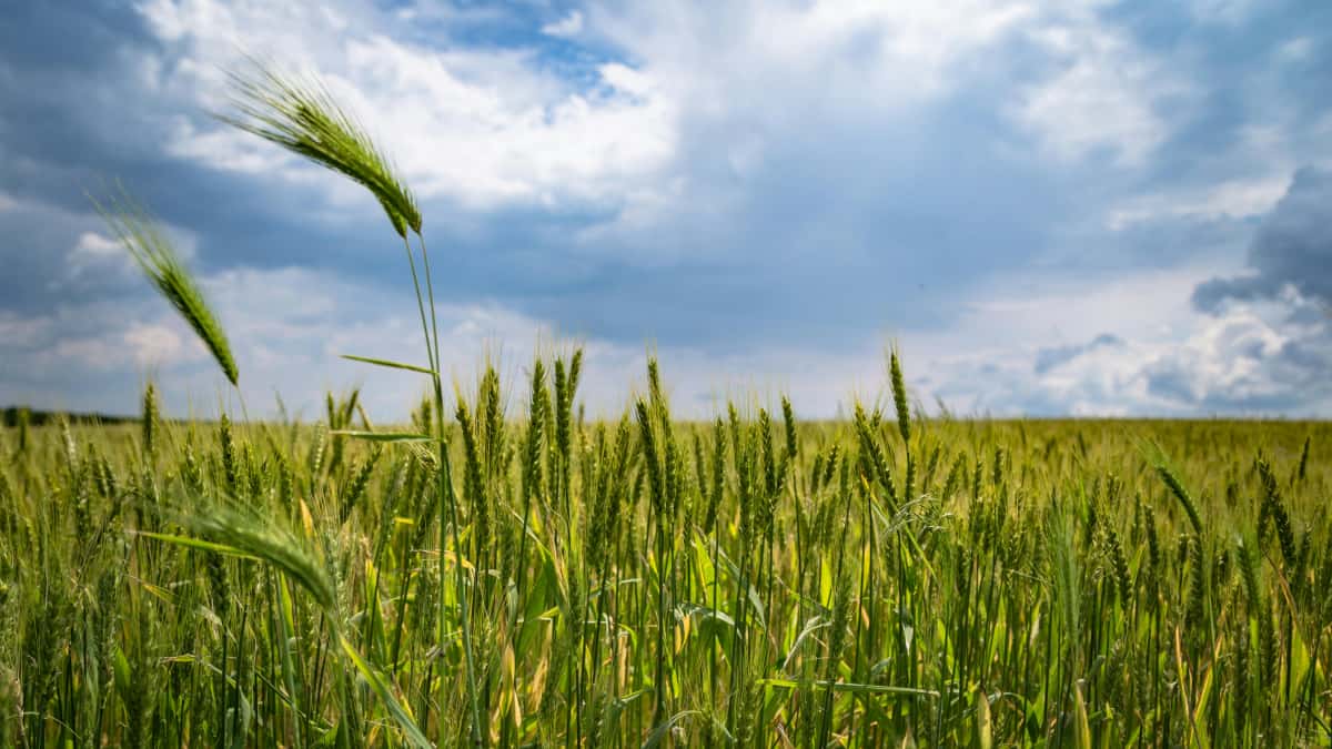 پاکستانی ایپ مارکیٹرز کے لیے: ایتھوپیا Douyin کریئیٹرز کہاں ڈھونڈیں؟