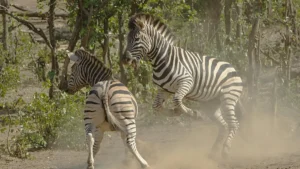 پاکستان سے آئیرلینڈ کے Discord کریئیٹرز کو البمز کے ری ایکشن کمپین چلانے کے لیے تلاش کرنے کا عملی روڈ میپ۔ ٹیکنیکل ٹپس، لوکلائزیشن، رسک مینجمنٹ اور بجٹ فارمولاز۔