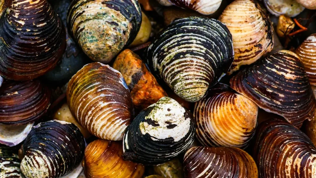 پاکستان سے ناروی Bilibili کریئیٹرز تلاش کرنے کا عملی گائیڈ — ٹولز، outreach حکمتِ عملی، کنٹنٹ میچ اور لینڈنگ پیج کنورژن ٹیپس۔