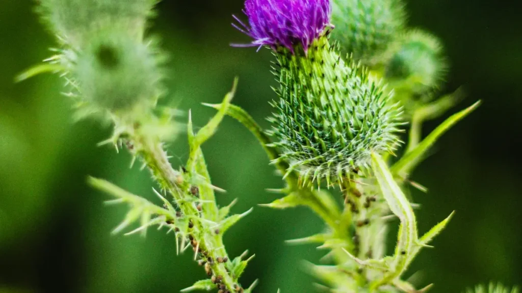 پاکستان کے کریئیٹرز کے لیے عملی روڈ میپ — Lazada پر برانڈز تک پہنچنے، ٹورزم بورڈز کے ساتھ مل کر کمپین چلانے، اور شراکتوں کو scalable بنانے کے طریقے۔