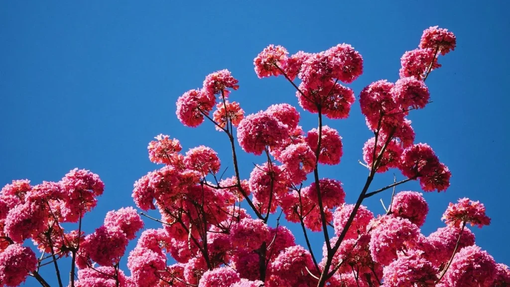 پاکستان کے کریئیٹرز کیلئے عملی رہنمائی: Roposo پر Malta برانڈز تک کیسے پہنچیں، collaborations اسٹراٹیجی، outreach ٹیمپلٹس اور لوکلائزڈ گائیڈ بنانے کے بہترین طریقے۔