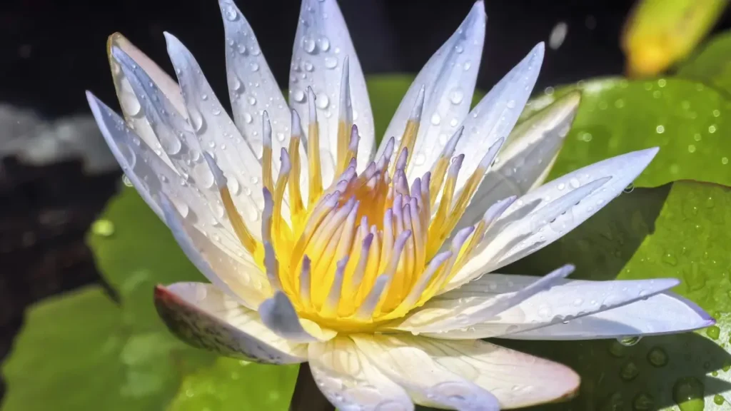 پاکستان کے کریئیٹرز کے لیے عملی گائیڈ—Twitch پر روسی برانڈز تک پہنچنے، Telegram/marketplay چینلز سمجھنے اور لوکل گیمز یا پروڈکٹس پر współکاری حاصل کرنے کے طریقے۔