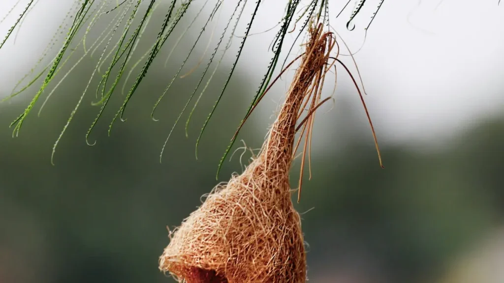 پاکستان کے ایڈورٹائزرز کے لیے عملی رہنمائی: آئیوری کوسٹ کے Chingari کریئیٹرز ڈھونڈ کر ٹیوٹوریل سیریز لانچ کرنے کے مؤثر طریقے اور لوکلائزڈ حکمتِ عملیاں۔