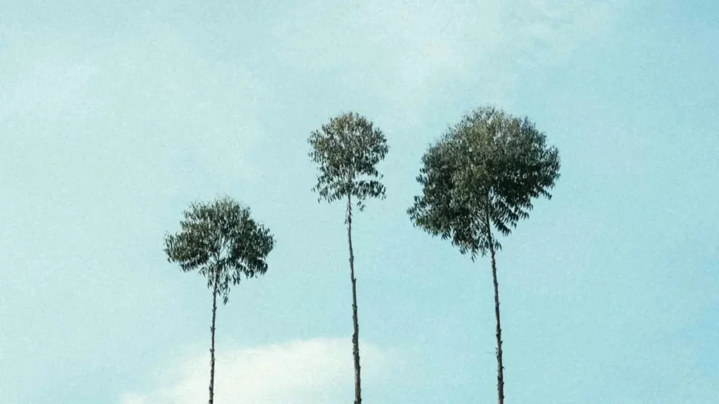 Pakistan کے creators کے لیے عملی پلان: Disney Plus پر Indian برانڈز تک پہنچ کر beauty ambassador بننے کے راستے، ریگولیٹری خطرات، اور outreach اسٹریٹجیز — سادہ، لوکل، اور قابلِ عمل۔