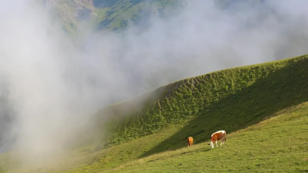 پاکستان کے کریئیٹرز کے لیے واضح روڈ میپ: KakaoTalk استعمال کر کے انڈیا کے برانڈز تک پہنچنا، ہاسپیٹلٹی ریویو اسپانسرشپ پر سودے کیسے بنائیں اور کون سی اسٹراٹیجیز 2025 میں کام کریں گی۔