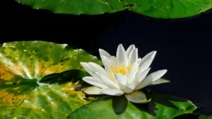 پاکستان کے برانڈز کے لیے مختصر گائیڈ: US Kuaishou کریئیٹرز کیسے ڈھونڈیں، سلیکشن فریم ورک، کمپلیکس شپنگ/لیگل پوائنٹس، اور لانچ پلان — عملی، لوکل انداز میں۔