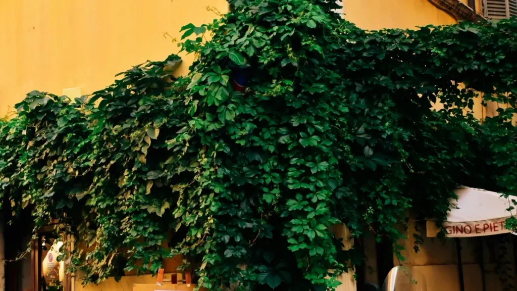 پاکستان کے ایڈورٹائزرز کے لیے عملی گائیڈ: آئس لینڈ کے KakaoTalk کریئٹرز ڈھونڈنا، سیزنل فیشن شو کیس کرنا اور لوکلائزڈ پارٹنرشپس بنانا۔