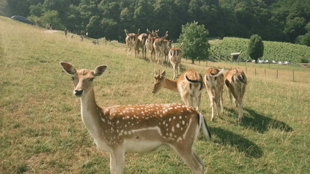 پاکستان کے کریئیٹرز کے لیے عملی گائیڈ: Discord پر الجزائر برانڈز تک پہنچنے، بات چیت بڑھانے اور ٹاپ برانڈز کے ساتھ ساکھ بنانے کے طریقے۔