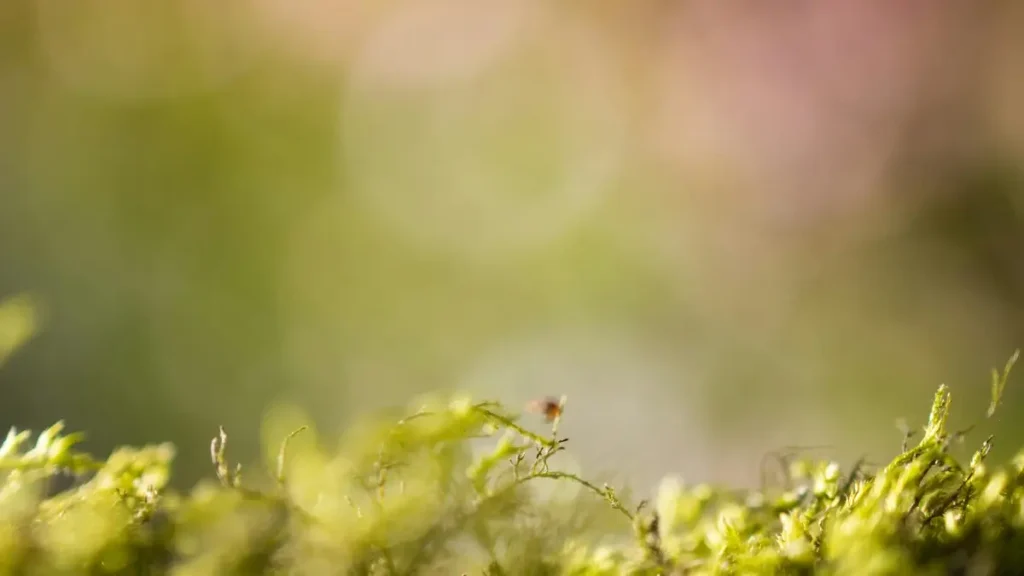 Clubhouse پر جاپانی برانڈز تک پہنچ کر مفت پروڈکٹ سیمپلز حاصل کرنے کی عملی گائیڈ — پاکستان کے کریئیٹرز کے لیے سٹیج اپروچ، مثالیں اور پراکٹیکل ٹیمپلیٹس۔