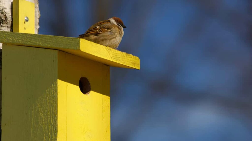 : Amazon Shopify/ARA