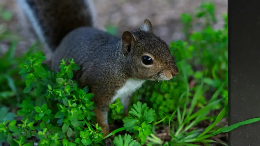 پاکستان کے مارکیٹرز کے لیے عملی رہنما: آذربائیجان میں Zalo کریئیٹرز اور اسٹریمرز ڈھونڈ کر انسٹال ڈرائیو کرنے کے بارے میں لوکل ٹیکٹکس، رسک مینجمنٹ اور چینلز۔