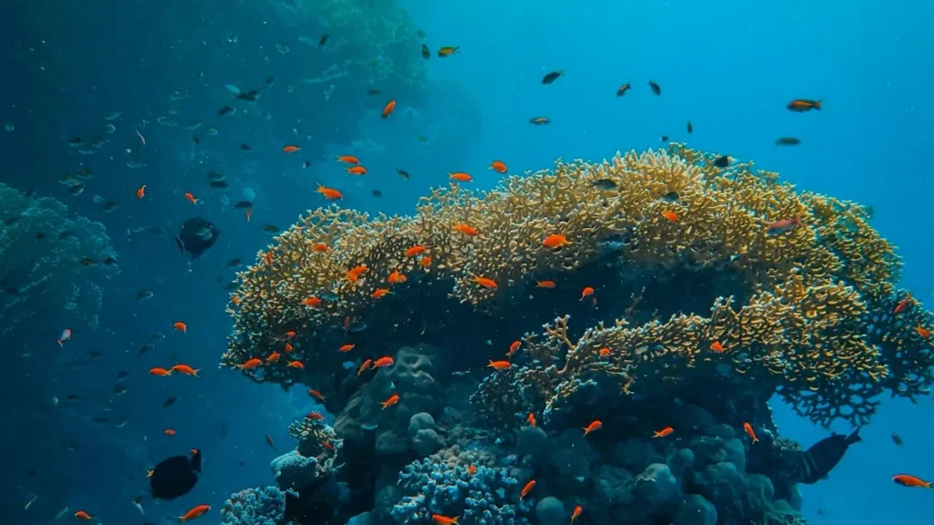 پاکستان سے آن لائن لرننگ پلیٹفارمز کے لیے چین کے Amazon کریئیٹرز ڈھونڈنے کا عملی روڈمیپ: چینلاہٹ ٹرینڈس، سوشل ویری فائی، اینالٹکس اور بروقت رابطہ کاری۔