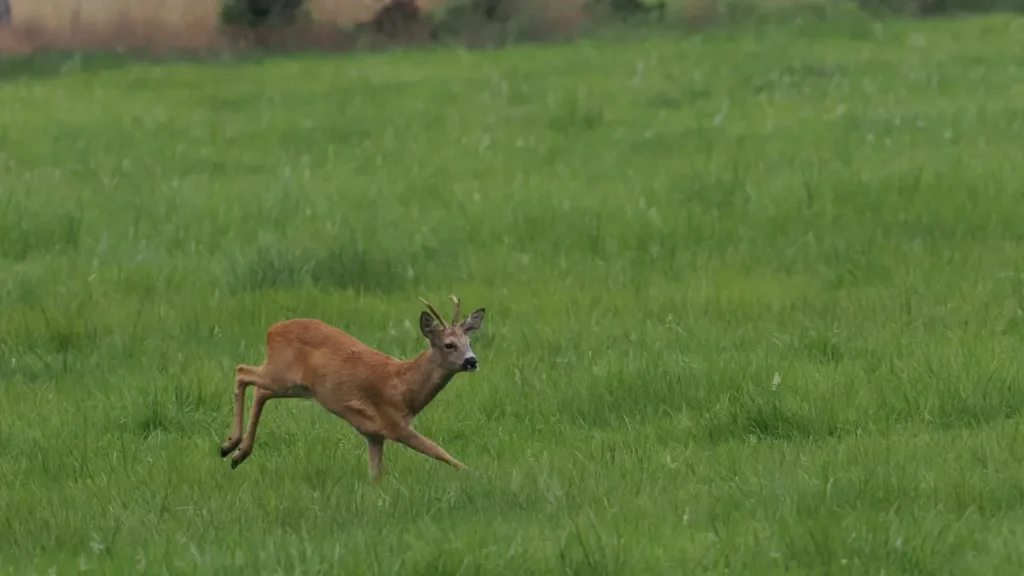 Reddit پر Ethiopia کے برانڈز تک پہنچنے اور اُنہیں affiliate آفرز پر قائل کرنے کے عملی طریقے، لوکل انسائٹس، اور خطرات—پاکستان کے کریئیٹرز کے لیے آسان ہدایتِ عمل۔