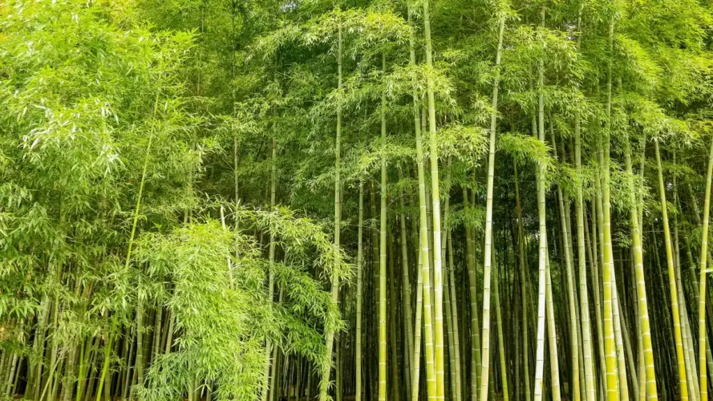 پاکستان کے برانڈز کے لیے قدم بہ قدم گائیڈ: Azerbaijan کے Hulu-compatible کریئیٹرز تلاش کریں، صحتِ زندگی برانڈز کی رسائی بڑھائیں اور مقامی آڈیئنس کے ساتھ حقیقی انگیجمنٹ حاصل کریں۔