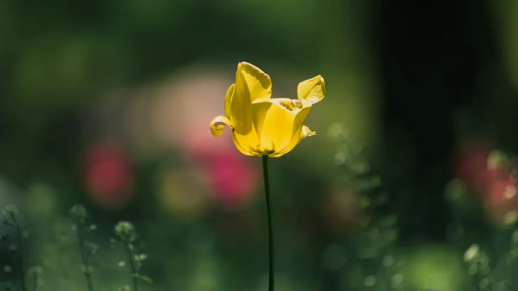 پاکستان کے اڈورٹائزرز کے لیے عملی گائیڈ: پولینڈ کے SoundCloud کریئیٹرز کیسے ڈھونڈیں، ان سے پروڈکٹ‑لیڈ گروتھ کیسے حاصل کریں اور کن چینلز پر بھروسہ کریں۔