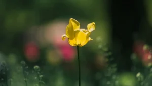 پاکستان کے اڈورٹائزرز کے لیے عملی گائیڈ: پولینڈ کے SoundCloud کریئیٹرز کیسے ڈھونڈیں، ان سے پروڈکٹ‑لیڈ گروتھ کیسے حاصل کریں اور کن چینلز پر بھروسہ کریں۔