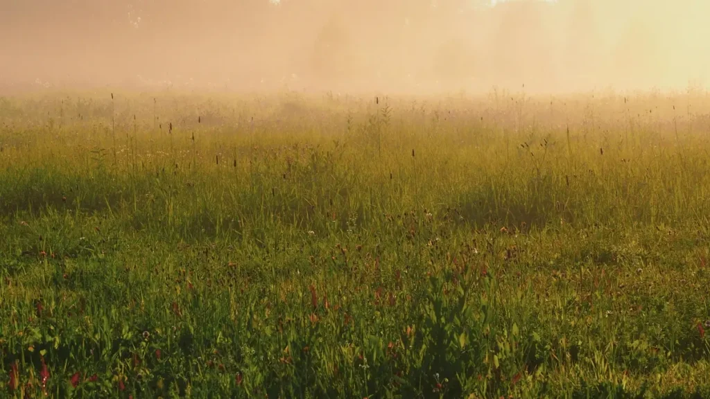 پاکستان کے کریئیٹرز کے لیے عملی حکمتِ عملی: ہولو پر لسٹنگ پرتگالی wellness برانڈز تک پہنچنا، پروپوزل ٹیمپلیٹس، رابطے چینلز اور مقامی فالو اپ ٹریکنگ۔