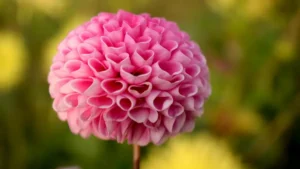 آسان، عملی گائیڈ برائے پاکستانی کرئیٹرز — LinkedIn پر ہنگری کے مقامی برانڈز تک پہنچ کر چھپے لوکل جیمز شیئر کرنے کے طریقے اور حقیقی ٹیکٹس۔