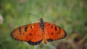 Douyin پر Russia برانڈز تک پہنچ کر پروڈکٹ لانچ کے لیے ہائپ بنانے کا عملی گائیڈ—اسٹریجی، مثالیں اور خطرات، پاکستان کے کریئیٹرز کے لیے آسان قدم بہ قدم منصوبہ۔