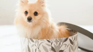 ShareChat پر Croatia brands تک پہنچ کر exclusive product bundles کیسے co-create کریں؟ اس گائیڈ میں creator outreach، community commerce، pitch، اور partnership hacks سادہ اردو میں۔