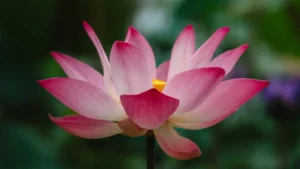 ڈومینیکن ریپبلک میں ایسے Shopee کریئیٹرز کیسے ڈھونڈیں جو موبائل گیم لانچ کو واقعی دھکا دیں، وہ بھی بغیر فالتو خرچ اور پھیکی ریچ کے۔