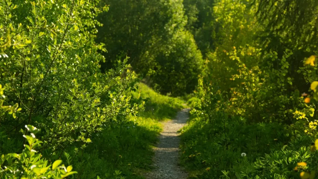 جانیں پاکستانی کریئیٹرز Xiaohongshu پر ایتھوپیا برانڈز تک کیسے پہنچیں، صحت مند عادتوں والا مواد کیسے پچ کریں، اور کیا چیز واقعی جواب دیتی ہے۔