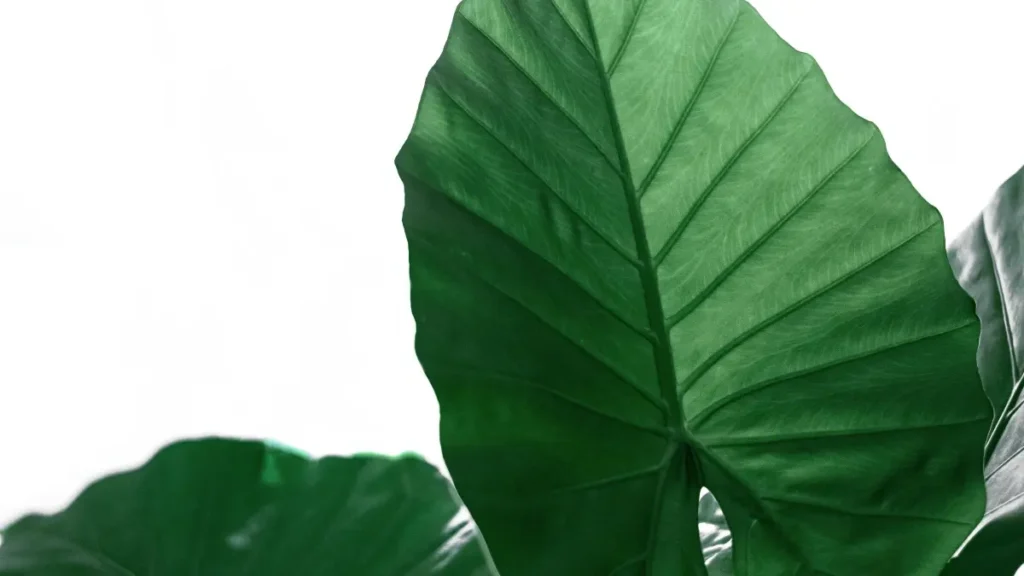 Hulu سے جڑے Ecuador برانڈز تک پہنچنے کا سیدھا، practical طریقہ—تاکہ آپ کا میڈیا کِٹ زیادہ credible لگے اور brand deals کی chance بھی اوپر جائے۔