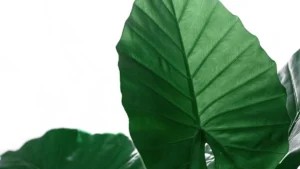 Hulu سے جڑے Ecuador برانڈز تک پہنچنے کا سیدھا، practical طریقہ—تاکہ آپ کا میڈیا کِٹ زیادہ credible لگے اور brand deals کی chance بھی اوپر جائے۔