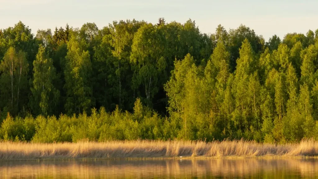 پیراگوئے میں Shopee کری ایٹرز تلاش کرنے کا سیدھا، عملی طریقہ—خاص طور پر جب مقصد socially responsible brand campaign ہو، نہ کہ خالی hype۔